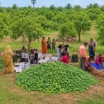 Jharkhand makes global debut in fruit exports, first mango consignment sent to UK