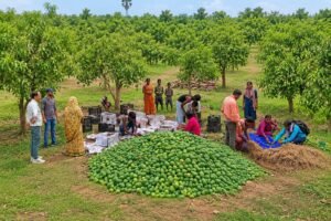 Kolhan mango growers reach global markets