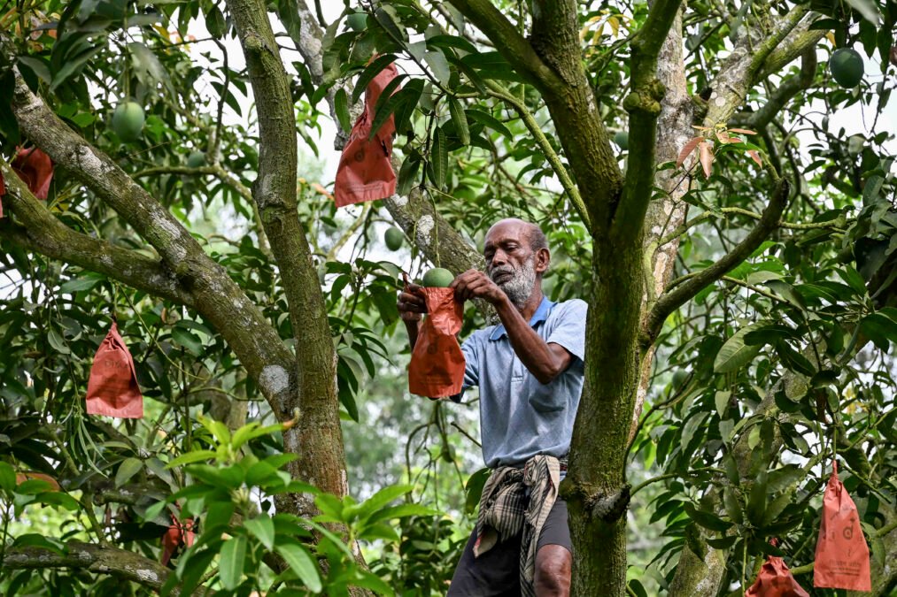 Weather Woes Threaten Bengal’s Mango Exports