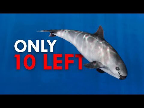 Watch: why the vaquita is the world’s rarest marine mammal