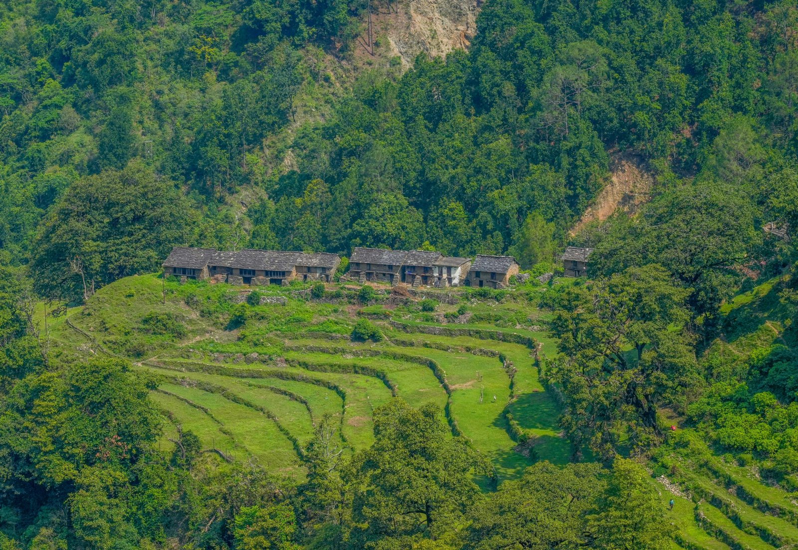 Dense natural forest canopy in India showcasing biodiversity, green cover, and river catchment ecosystems