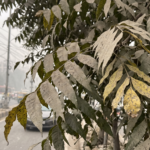 How Delhi’s Rising Air Pollution Is Silently Stressing Roadside Trees and Changing the Chemistry of Their Leaves
