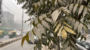 How Delhi’s Rising Air Pollution Is Silently Stressing Roadside Trees and Changing the Chemistry of Their Leaves