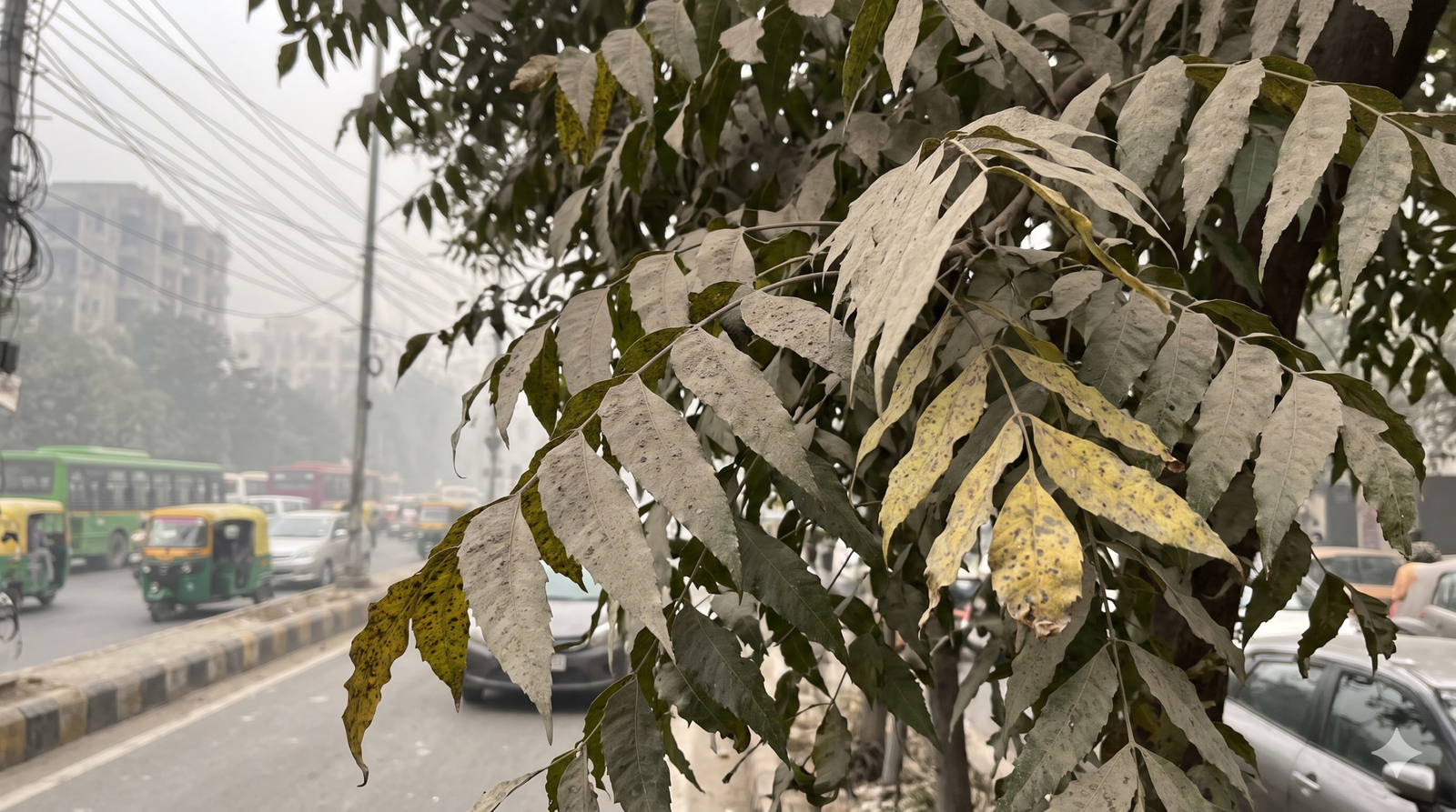 A new study finds severe air pollution in Delhi is altering leaf chemistry, depleting chlorophyll, and reducing water retention in roadside trees.